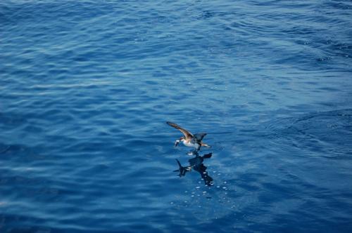 A hungry shearwater eats the bait.