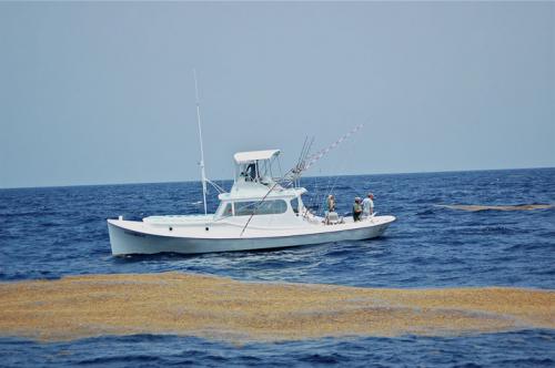 The Albatross II dolphin fishes in large beds of sargassum.