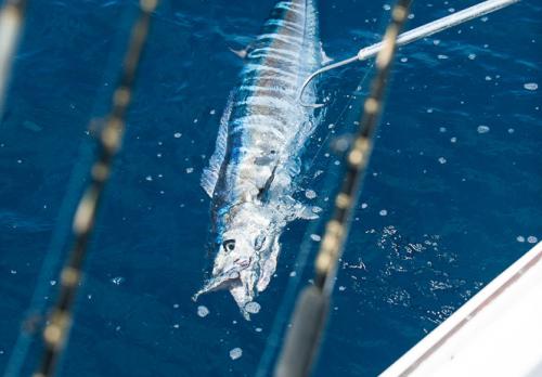 That is a very nice wahoo indeed!