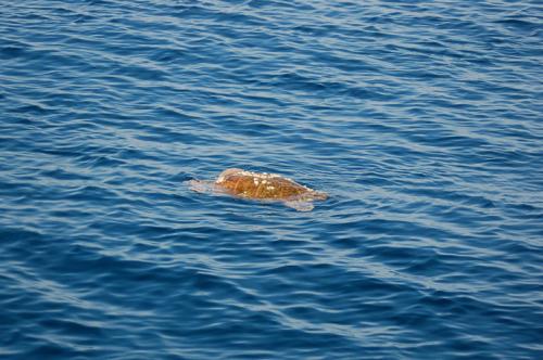 One of the many loggerhead turtles we see.