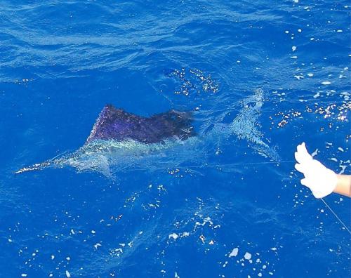 Sailfish on the wire!