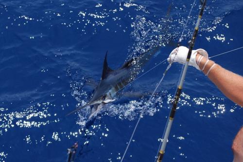 This blue marlin is about to be released.