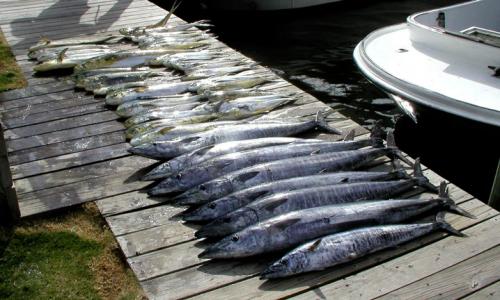 Someone will eat well with all these dolphin and wahoo.